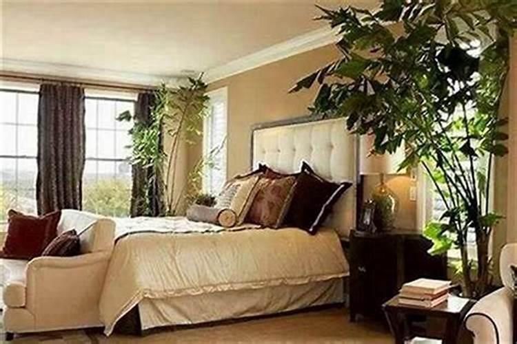 卧室摆什么植物风水好 卧室植物风水摆放位置