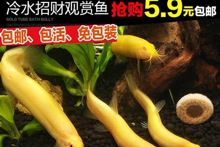 客厅无窗户装修效果图暗厅装修时怎么处理好