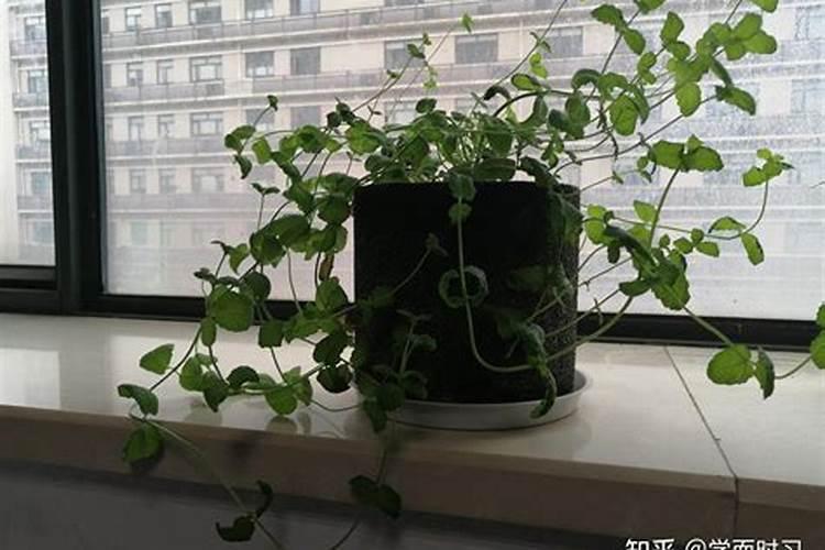 薄荷放在什么地方风水好