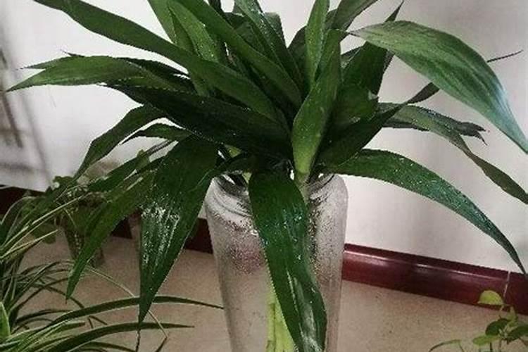 富贵竹放在家里什么位置好风水