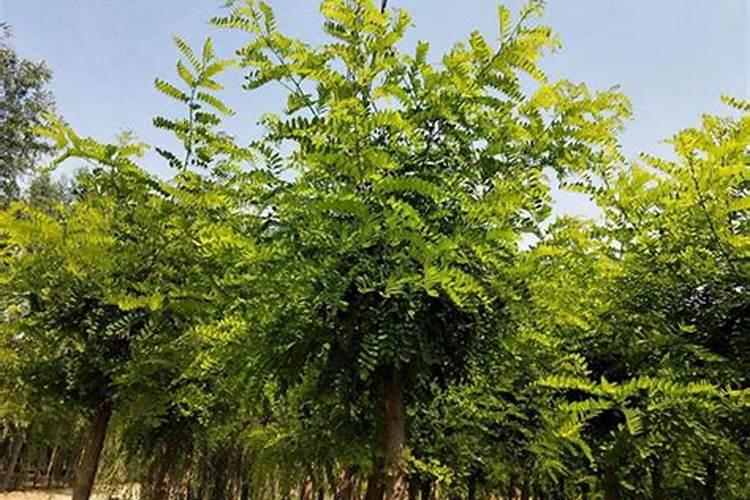 合肥大蜀山墓地风水好还是小蜀山好？
