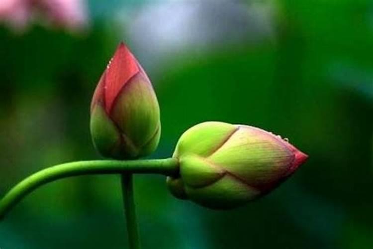 催旺桃花的风水布局