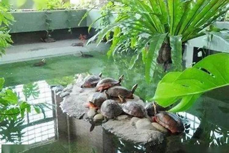 楼顶养龟楼下住人有影响吗,楼顶养龟对家人健康影响