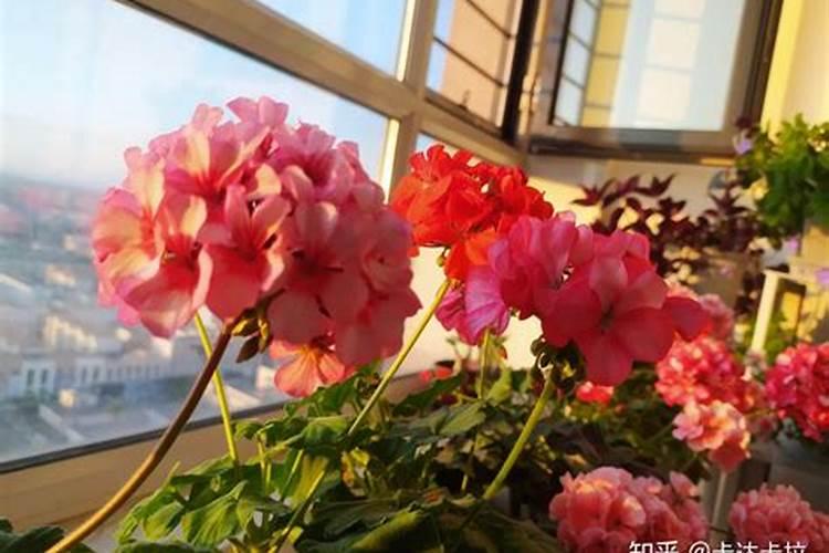 露台花木风水,放什么花木好,利于聚财生旺
