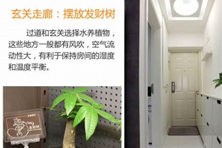 过道放什么植物风水好？