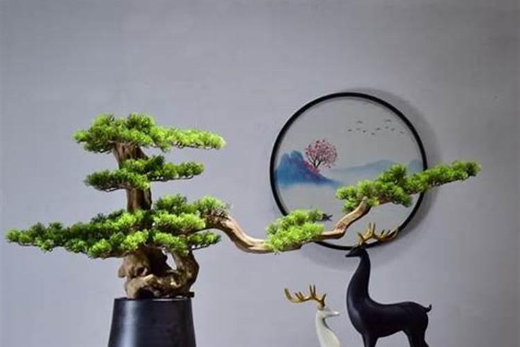 过道放什么植物风水好