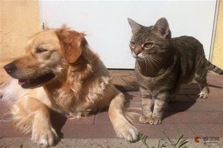 养猫聚财还是破财