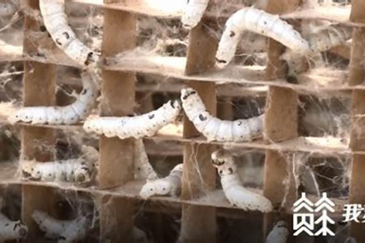 家里养蚕宝宝不吉利吗