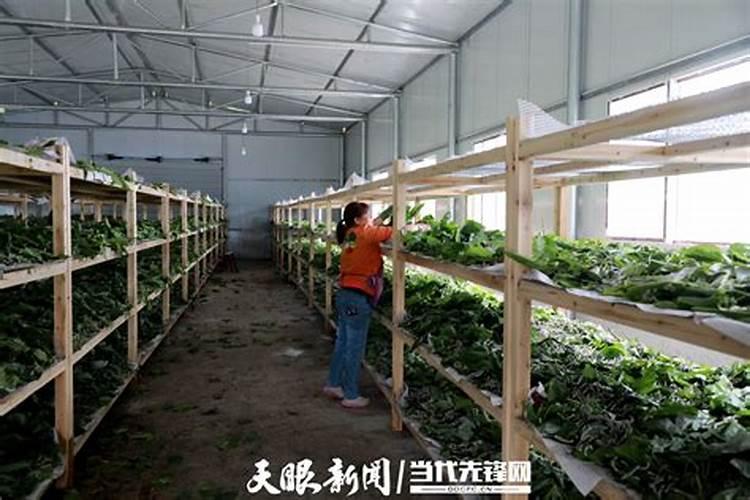 田蚕在风水里代表什么意思？