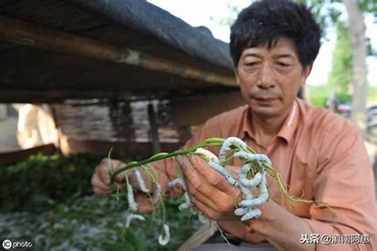 蚕的寓意和象征着？