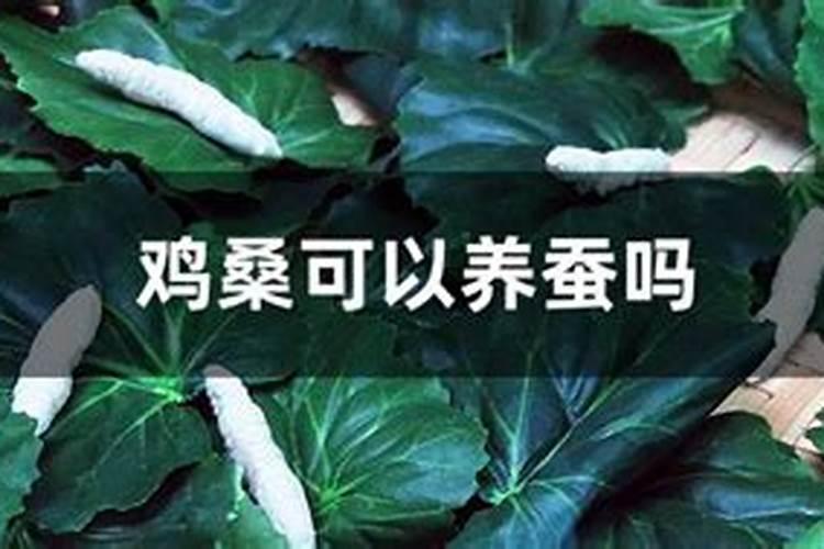 家里养蚕吉不吉利？