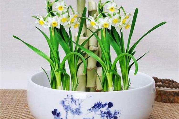 茶桌摆什么花最旺财