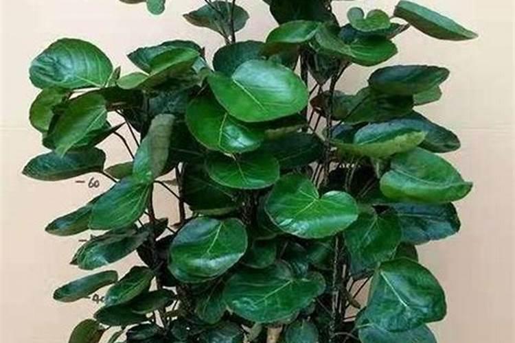 5种花“特吉利”,家里一放“转运气”,有钱人家都爱养