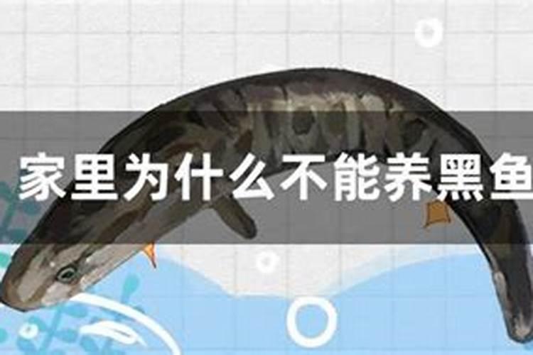 为什么说养黑鱼旺财呢？