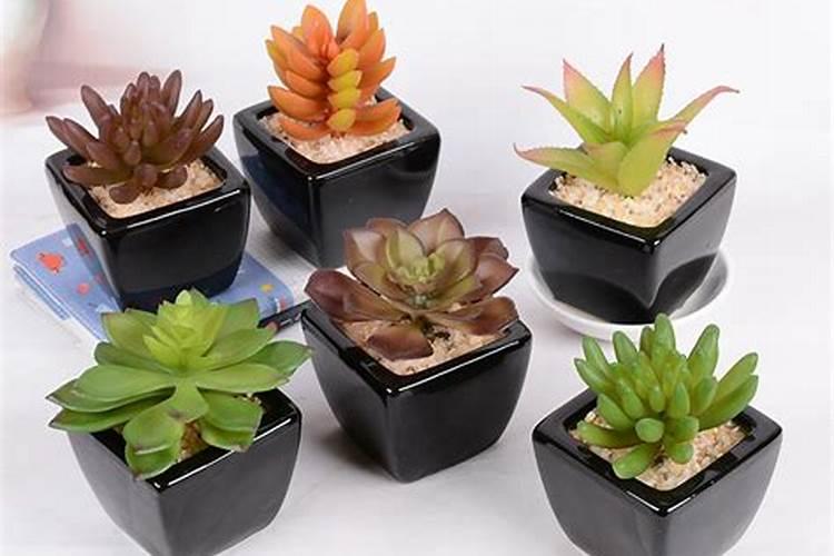 办公室植物摆放风水要注意什么？