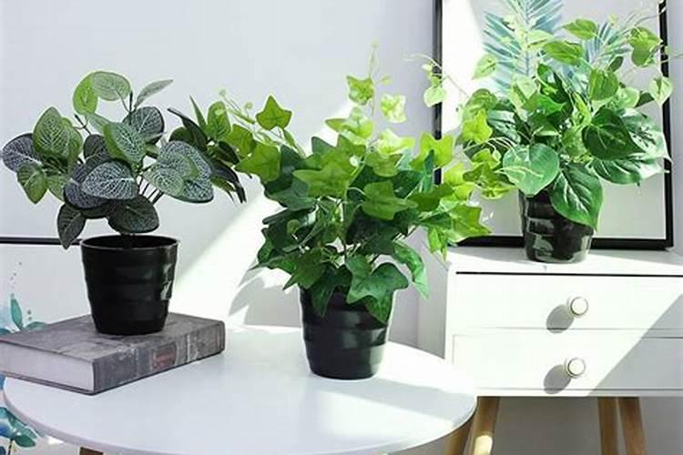 办公室多肉植物风水知识