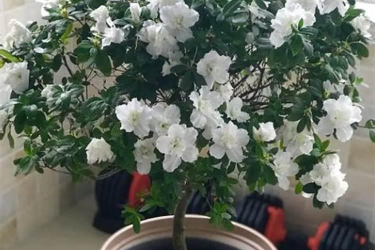 杜鹃花最好的风水位置