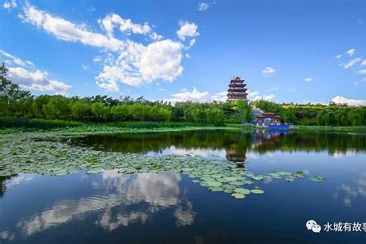 发财树树桩怎么催芽,怎么让发财树侧面也发芽？