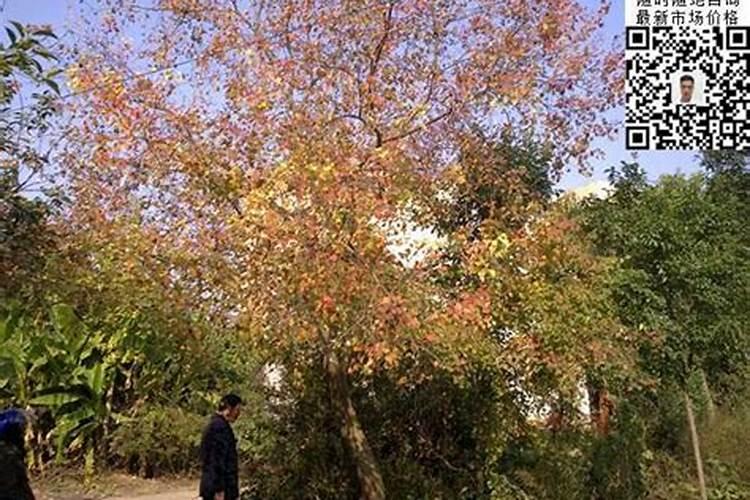 现在种什么苗木比较有前景