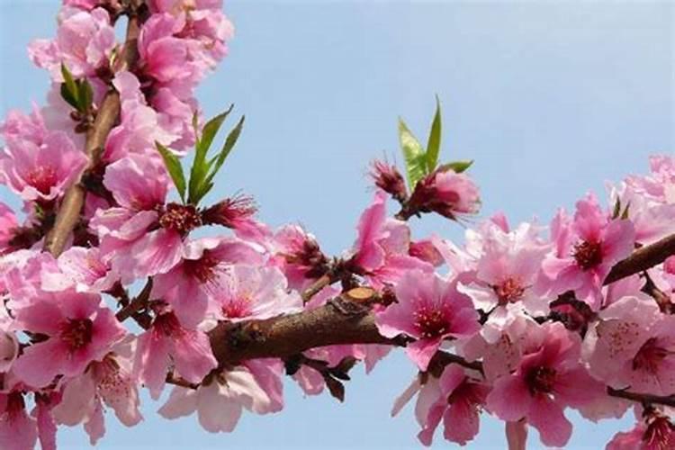 卧室增加桃花运的风水方法睡床放桃花位能招桃花？