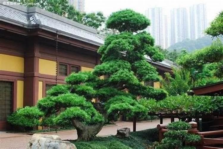 庭院入口种什么植物好