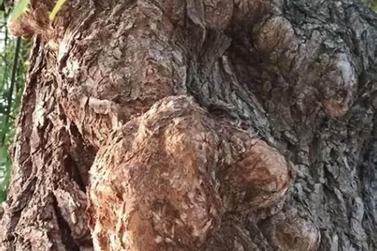 家门口有颗30年的榆钱树想刨掉不知好不好,,风水上有什么说法？