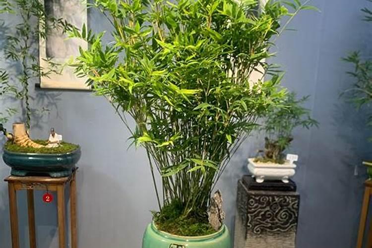 客厅种什么盆栽最旺财