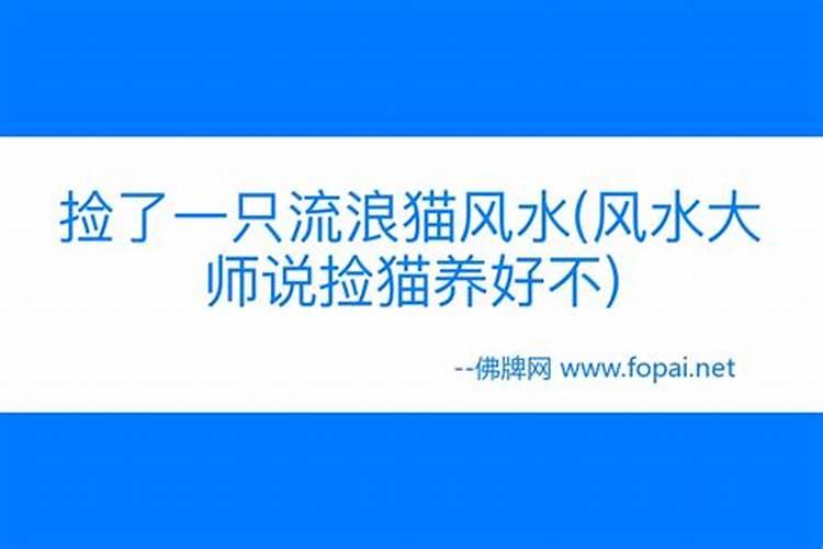 风水大师说猫来家好不