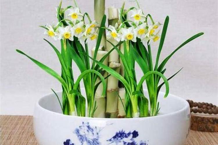 楼房放什么花最旺财