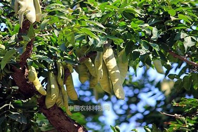 皂荚树在风水中的讲究