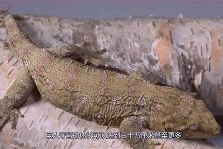 壁虎进家里风水 壁虎进家里是迷信说法