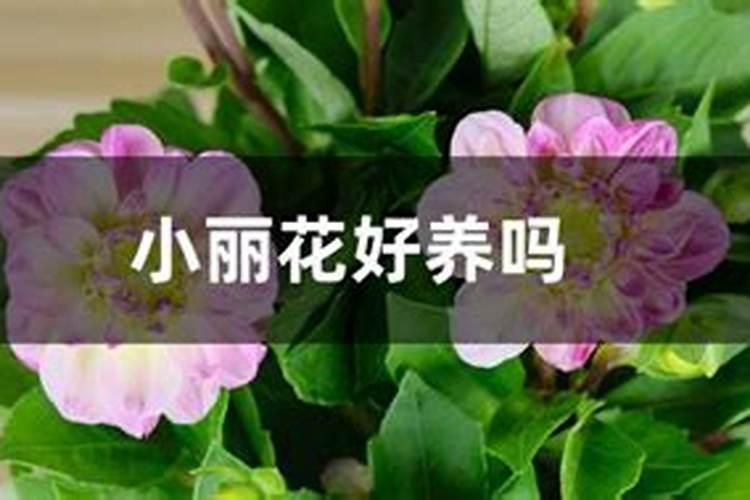 小丽花有毒吗 小丽花能放在室内卧室吗