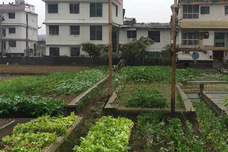 别墅院子里种菜风水上可以吗