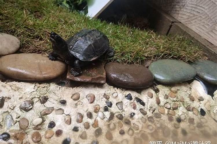 养乌龟在家里对风水好不好