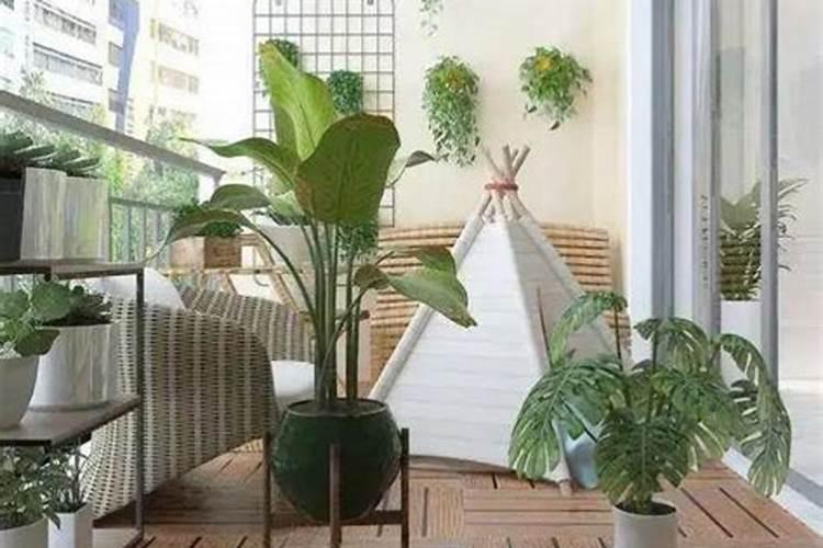 阳台风水绿植增加财运如何正确摆放