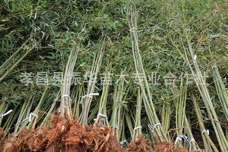 竹子种植在家院哪个方位风水最好