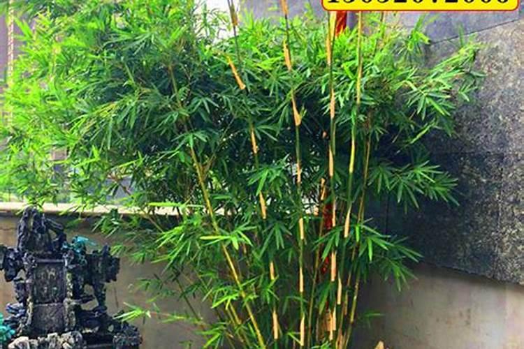 北方可以种竹子吗