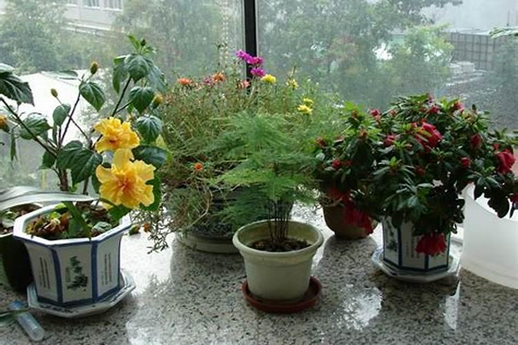 办公室放花这位置好风水