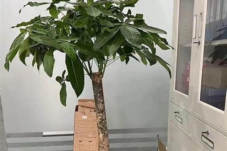 发财树太高影响风水吗