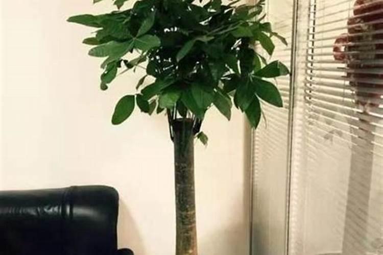 发财树风水摆放三不要