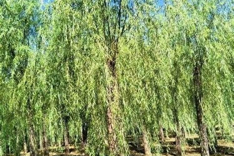信佛的人需要注意调理阴阳宅的风水吗？为什么？请详细说明理由