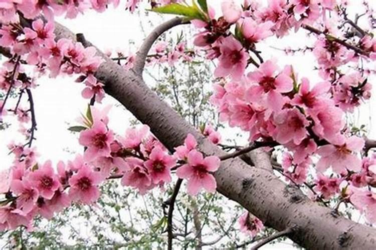 2023年桃花位是什么方向 兔年催旺桃花运风水布局