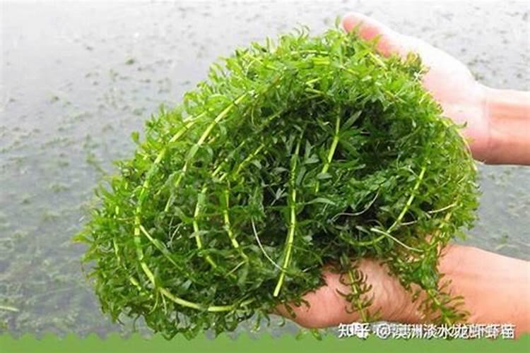 门前水塘风水