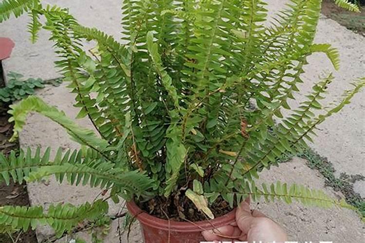 墙根适合种什么植物