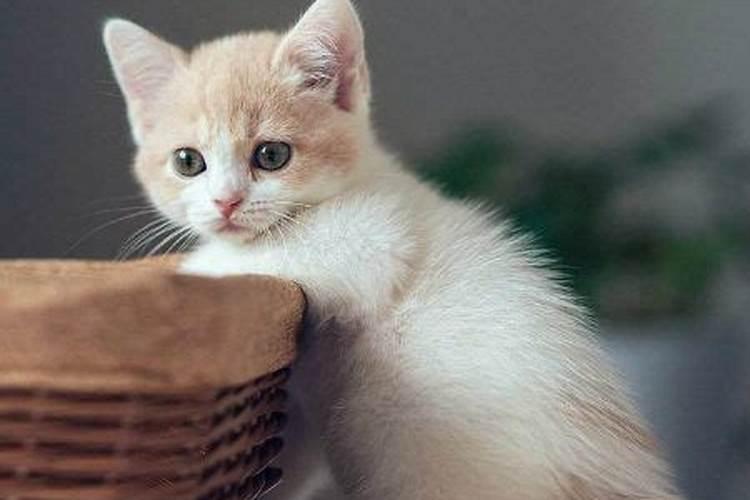 为什么做生意不能养猫 会不会破财