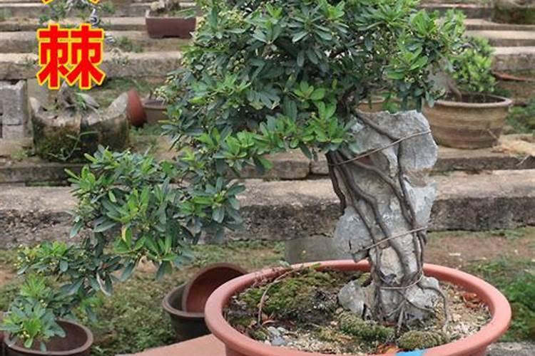 办公桌植物风水讲究