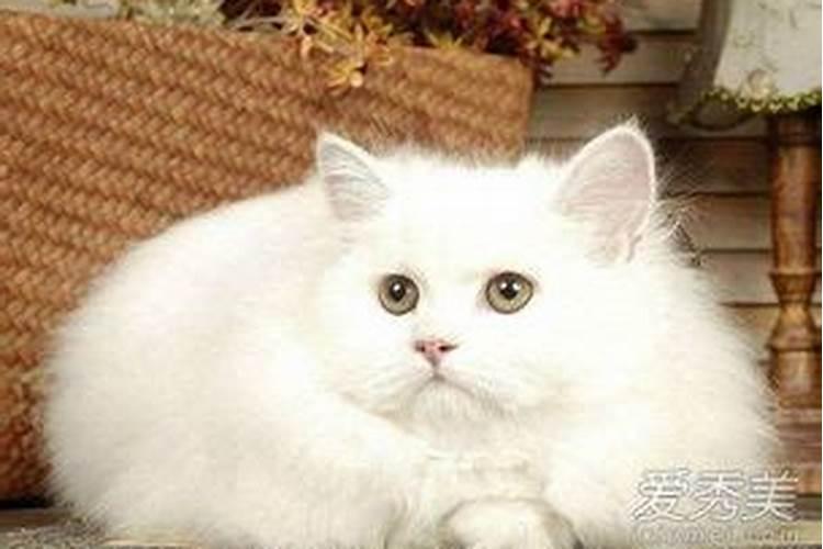 养猫风水有什么讲究