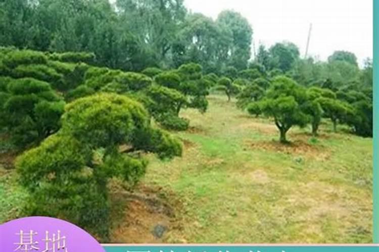院内适合栽松树吗 院内能不能种植松树呢