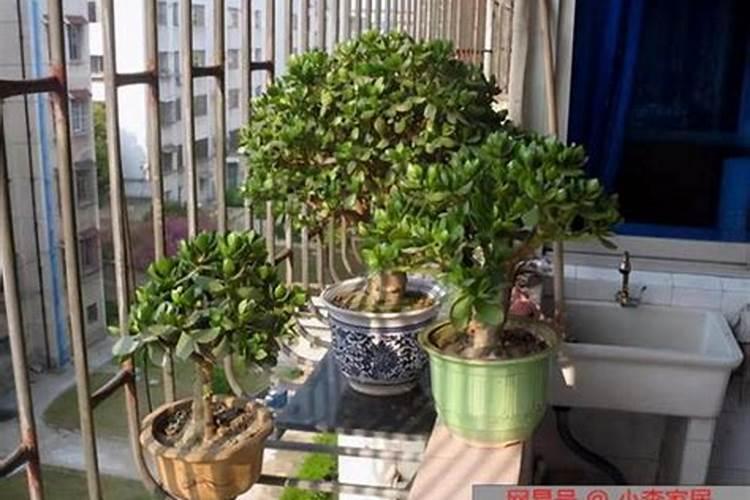 发财树买一个还是一对,风水上发财树种几棵好(三棵和五棵最好)