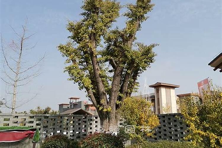 院墙外种什么树风水好 院墙外种哪些树比较好
